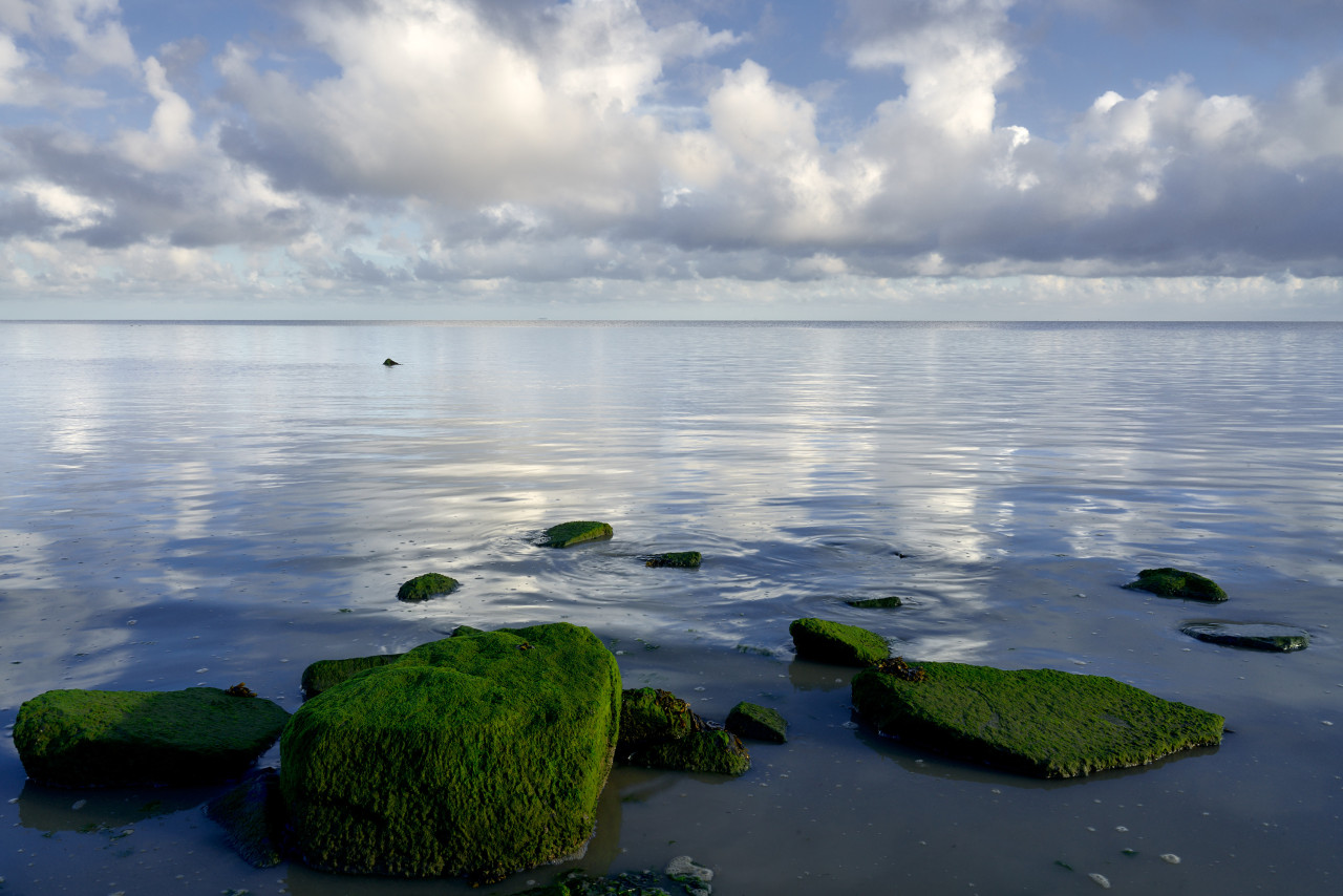 Wolken weerspiegelen in de Waddenzee net na zonsopgang met in de voorgrond groen begroeide stenen.